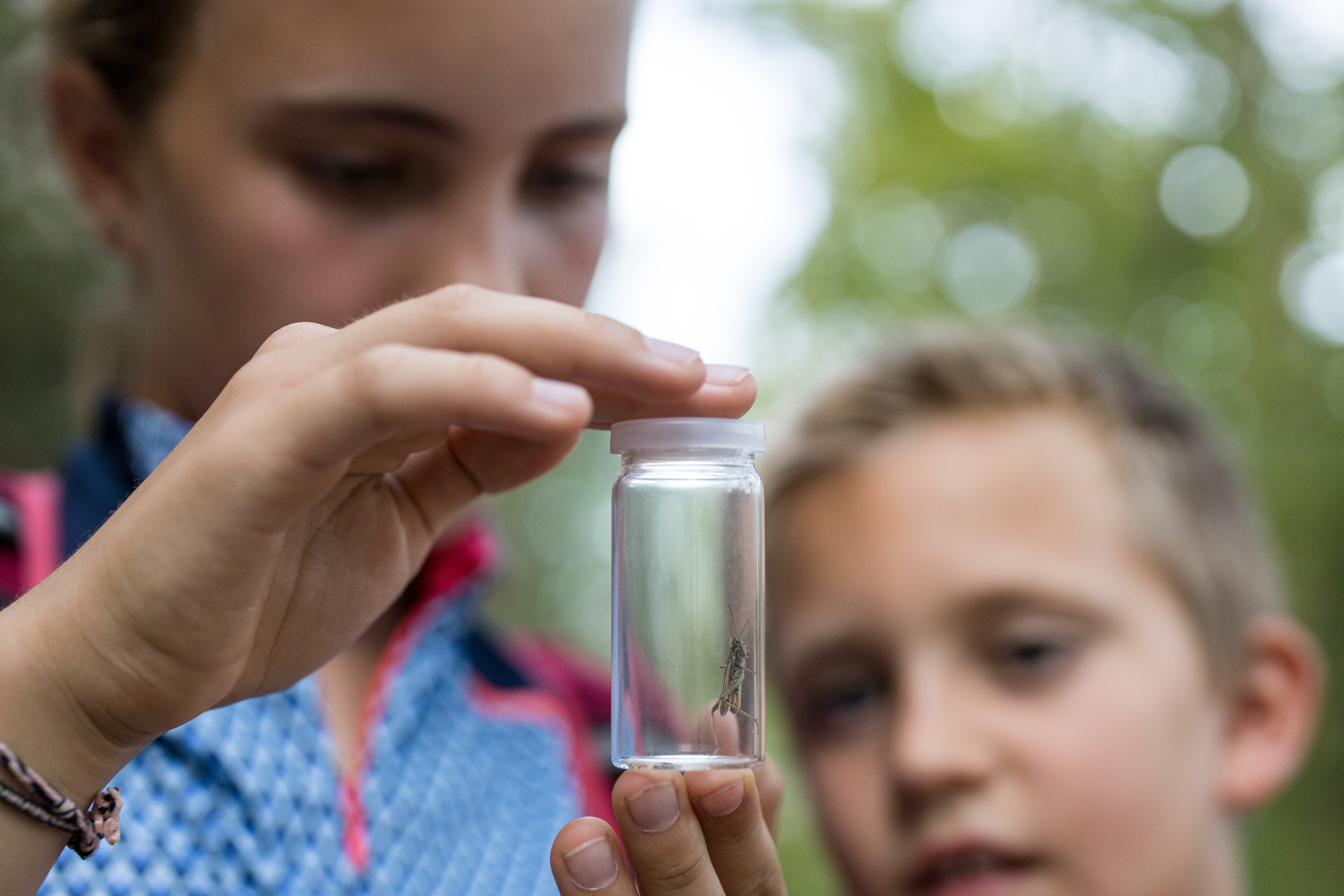 glas mit grashüpfer | © NGK/Schröder-Esch